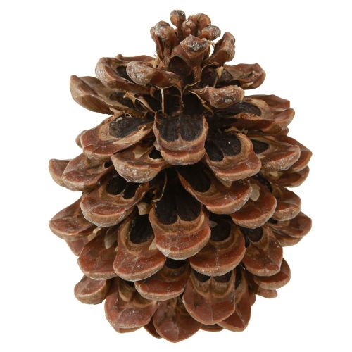 Artículo Pinus Pinea Piñas Reales Pino Natural Grande Al.10-12cm 50uds