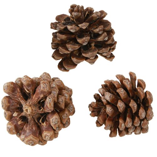 Floristik24 Pinus Pinea Piñas Medianas Natural 8-10cm 50uds