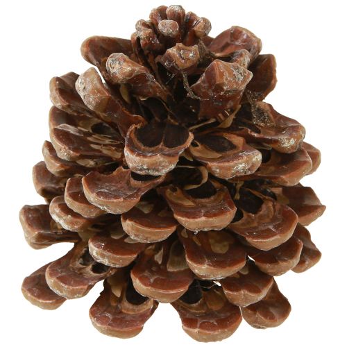 Artículo Pinus Pinea Piñas Medianas Natural 8-10cm 50uds