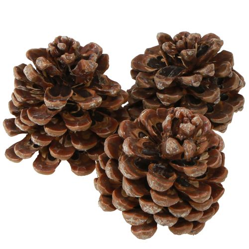 Artículo Pinus Pinea Piñas Medianas Natural 8-10cm 50uds