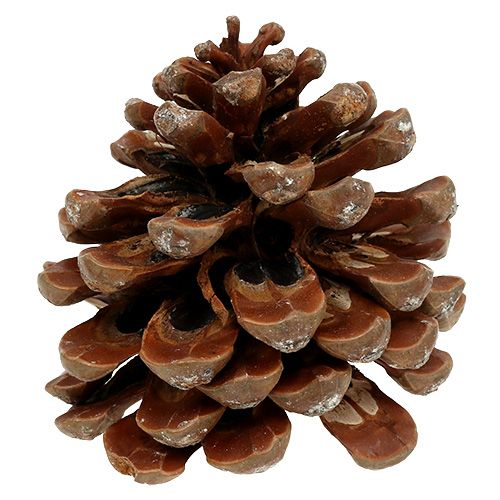 Artículo Pinus Pinea mediano 10/14cm natural 50p