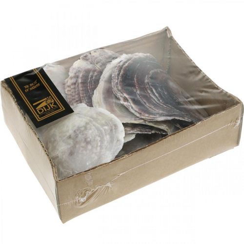 Floristik24 Conchas Capiz, conchas de almejas naturales, elementos naturales Púrpura nacarado 4–16 cm 430 g