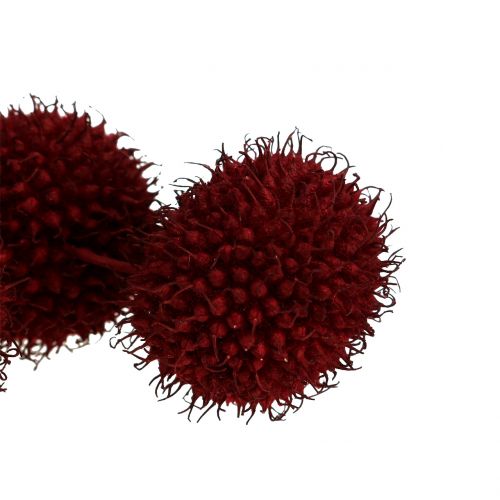 Floristik24 Frutos de plátano secos rojo oscuro 250g