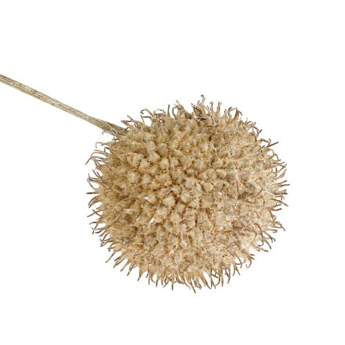 Floristik24 Frutos de avión lavados blancos 250g