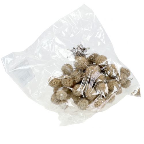 Floristik24 Frutos de avión lavados blancos 250g