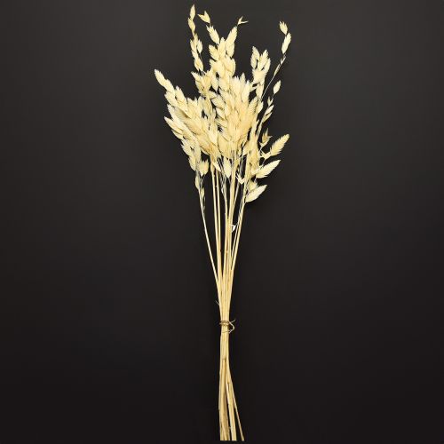 Artículo Hierba de oreja plana Chasmantium Champagne 70cm 10 uds