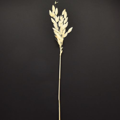 Artículo Hierba de oreja plana Chasmantium Champagne 70cm 10 uds