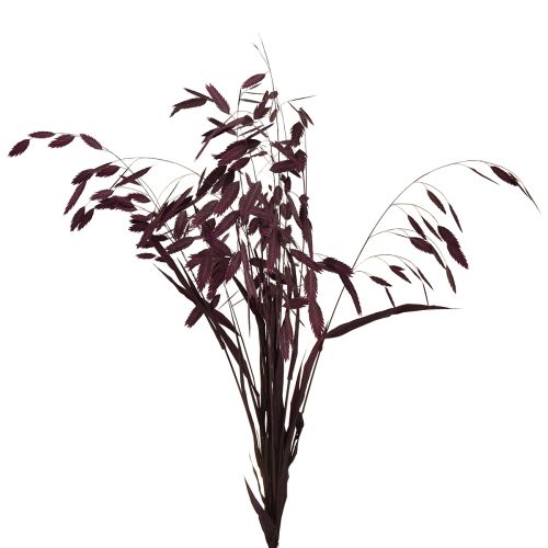 Floristik24 Hierba de espiga plana hierba seca Chasmantium morado 70cm 10 uds
