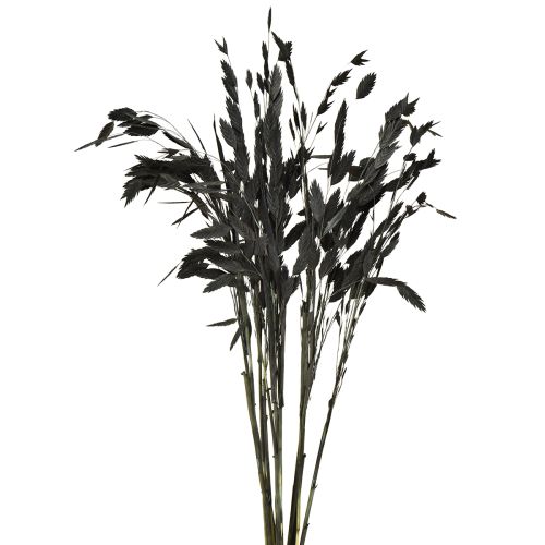 Hierba espiga plana Hierba seca Chasmantium Black 70cm 10 uds