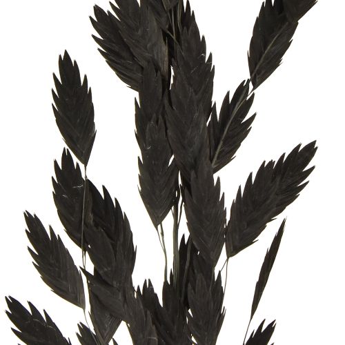 Artículo Hierba espiga plana Hierba seca Chasmantium Black 70cm 10 uds