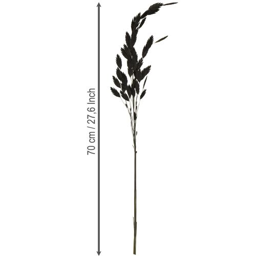 Artículo Hierba espiga plana Hierba seca Chasmantium Black 70cm 10 uds