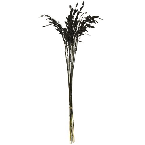 Artículo Hierba espiga plana Hierba seca Chasmantium Black 70cm 10 uds