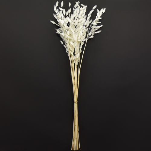 Artículo Hierba de espiga plana Hierba seca Chasmantium Blanco 70cm 10 uds