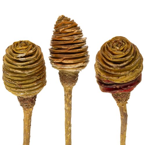 Floristik24 Crema de Platyspermum 1-3, 50 cabezas