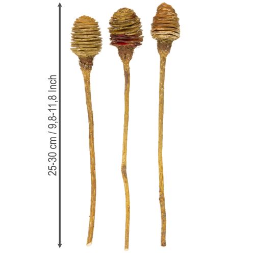 Artículo Crema de Platyspermum 1-3, 50 cabezas