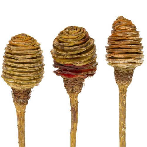 Artículo Crema de Platyspermum 1-3, 50 cabezas