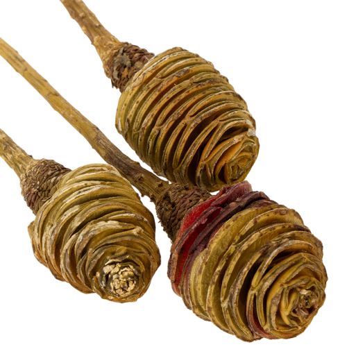 Artículo Crema de Platyspermum 1-3, 50 cabezas
