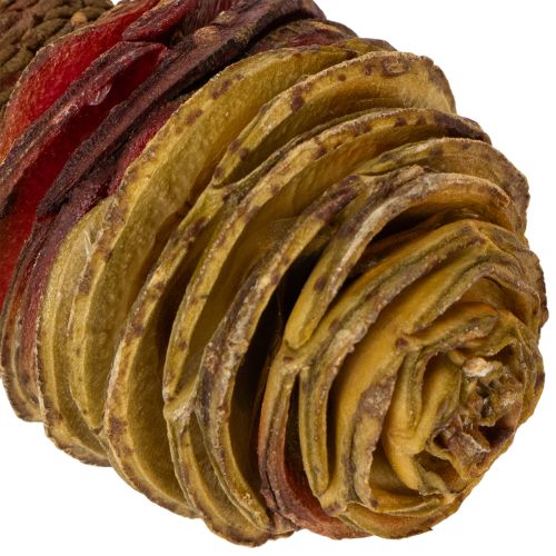 Artículo Crema de Platyspermum 1-3, 50 cabezas