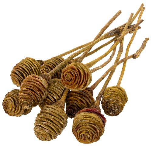 Artículo Crema de Platyspermum 1-3, 50 cabezas