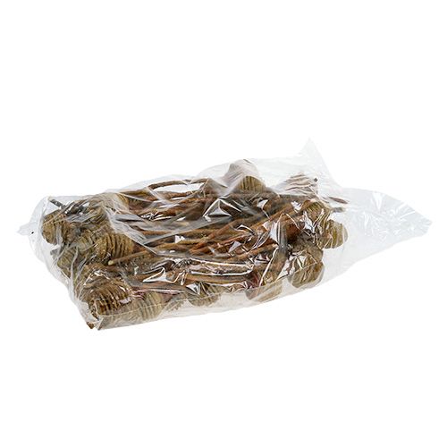 Artículo Platyspermum Crema 1-3, 50 cabezas