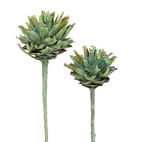Floristik24 Plumosum 1 Verde Esmerilado 25uds