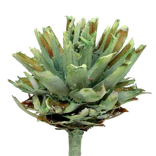 Artículo Plumosum 1 Verde Esmerilado 25uds