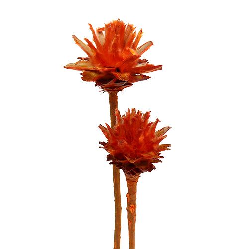 Floristik24 Plumosum 1 Naranja 25uds