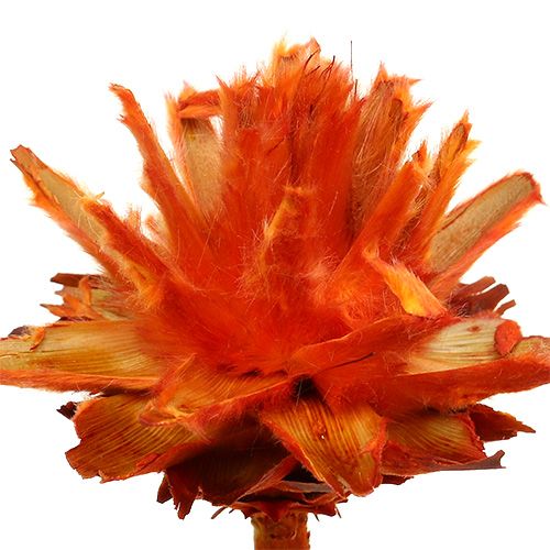 Artículo Plumosum 1 Naranja 25uds