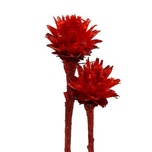 Floristik24 Plumosum 1 Rojo 25uds