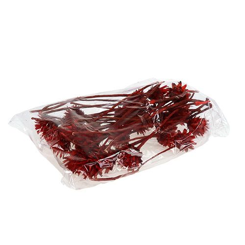 Artículo Plumosum 1 Rojo 25uds