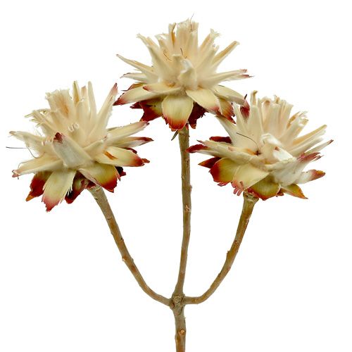 Floristik24 Leucospermum 1-3 Mix crema 100 cabezas