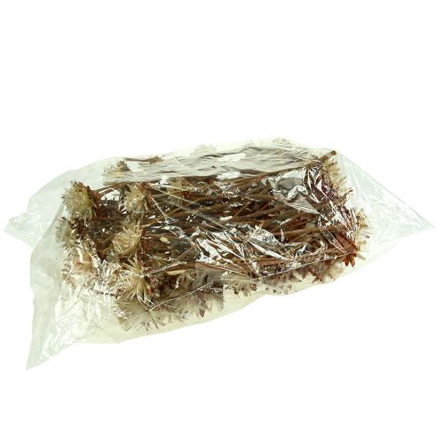 Artículo Leucospermum 1-3 Mix crema 100 cabezas