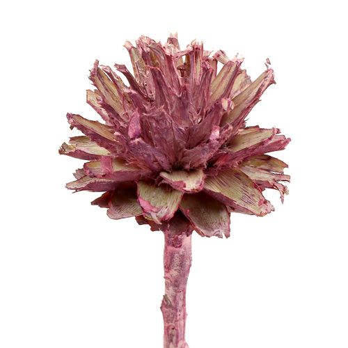 Artículo Leucospermum 1 mora helada 25 uds.