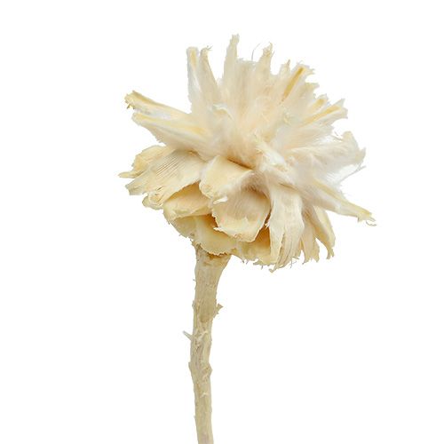 Artículo Plumosum 1 blanqueado 25 uds.