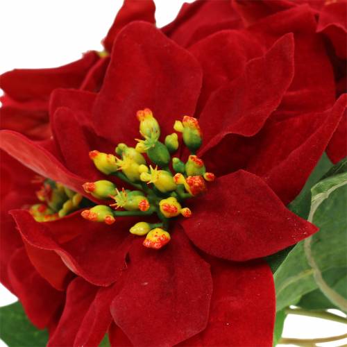 Artículo Ramo de flor de pascua terciopelo rojo 35cm