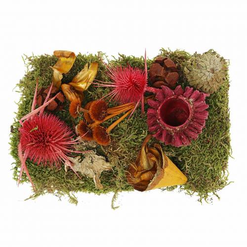 Floristik24 Mezcla de floristería seca con conos y rojo musgo 150g decoración de otoño