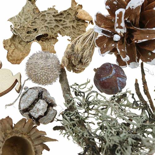 Floristik24 Set de artesanía floral seco conos de Adviento y musgo blanqueado 150g