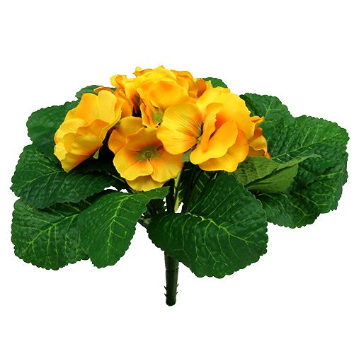 Floristik24 Prímula 15cm Amarillo