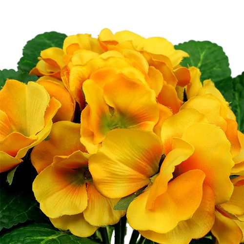 Floristik24 Prímula 15cm Amarillo