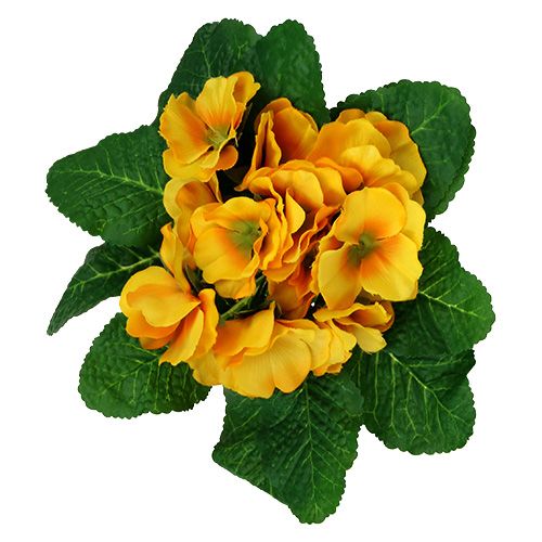 Floristik24 Prímula 15cm Amarillo