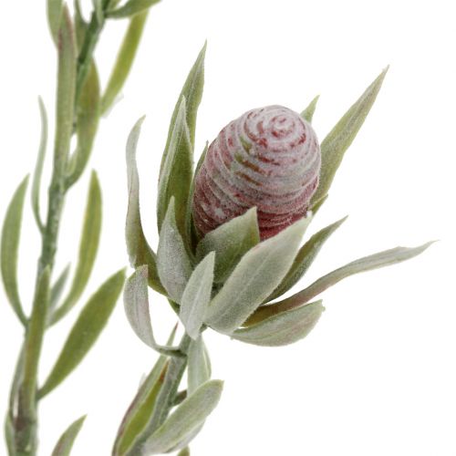 Floristik24 Ramo de protea 43cm 6pcs
