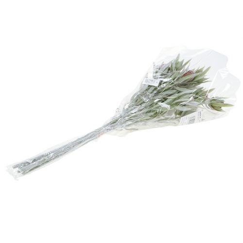 Floristik24 Ramo de protea 43cm 6pcs