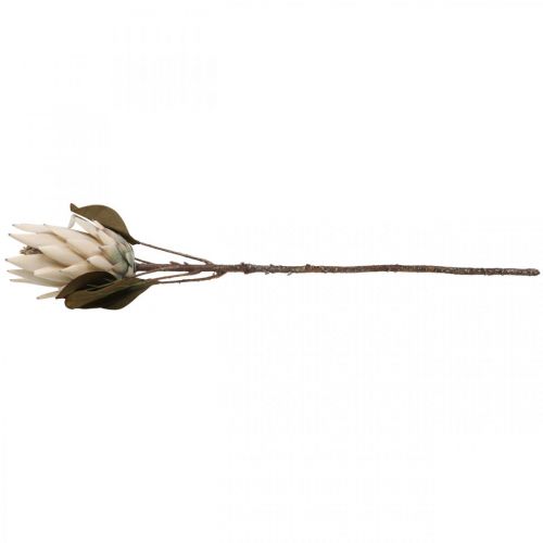 Floristik24 Protea Artificially Withered Drylook Beige Marrón Verde 72cm