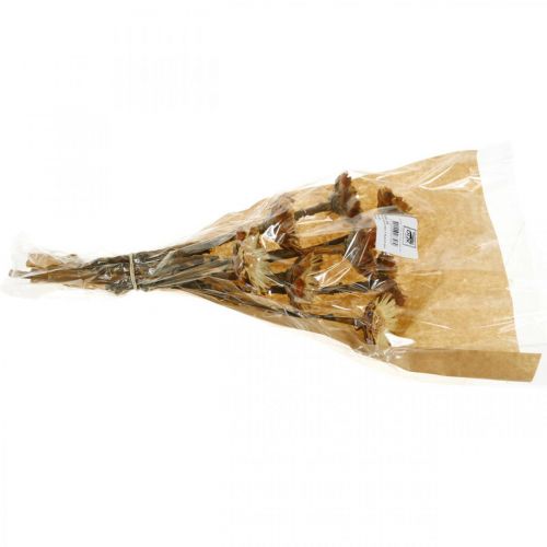 Floristik24 Protea Compacta Roseta Flor Seca Natural Arbusto de Azúcar 8 piezas