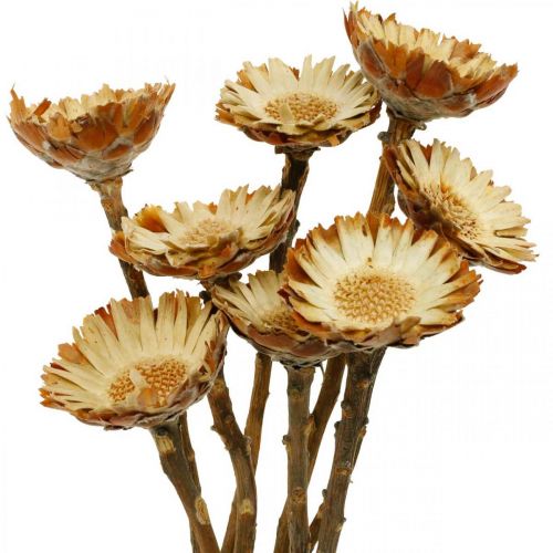 Floristik24 Protea Compacta Roseta Flor Seca Natural Arbusto de Azúcar 8 piezas