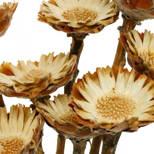 Floristik24 Protea Compacta Roseta Flor Seca Natural Arbusto de Azúcar 8 piezas