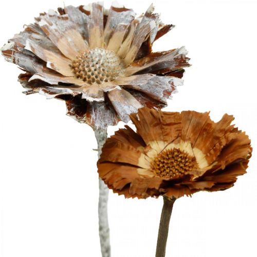 Floristik24 Mezcla exótica Protea Rosette natural, flor seca lavada en blanco 9 piezas
