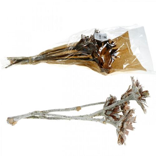 Floristik24 Exotic Mix Protea Rosette Natural, Flor Seca Lavada Blanca 9 piezas
