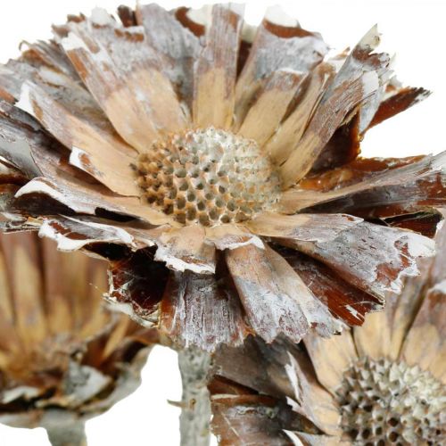 Artículo Mezcla exótica Protea Rosette natural, flor seca lavada en blanco 9 piezas