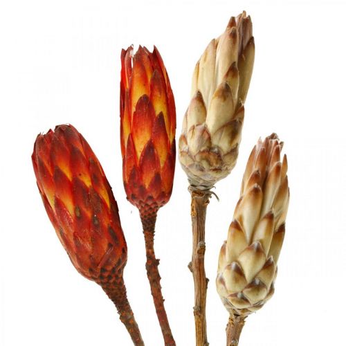 Floristik24 Protea Mix, Flores Secas Respens Natural/Rojo 13 uds